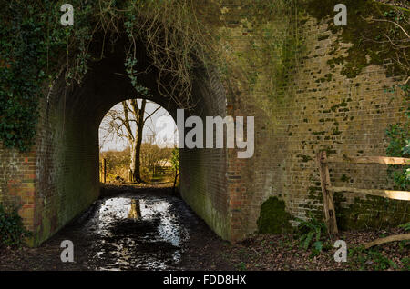 Am alten Rinder Tunnel unter einer alten Eisenbahnlinie in der Landschaft von Sussex. Stockfoto