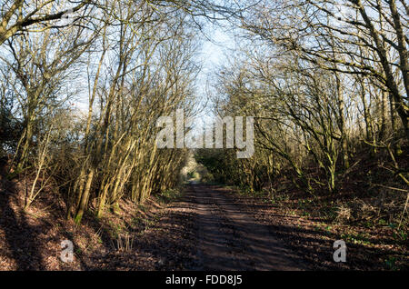 Stillgelegten Bahntrasse von Beeching, jetzt den tiefen Link Fußweg und Maultierweg in Sussex South Downs geschlossen. VEREINIGTES KÖNIGREICH. Stockfoto