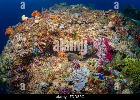 Coral reef Stockfoto