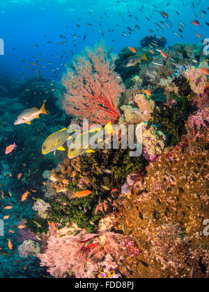 Coral reef Stockfoto