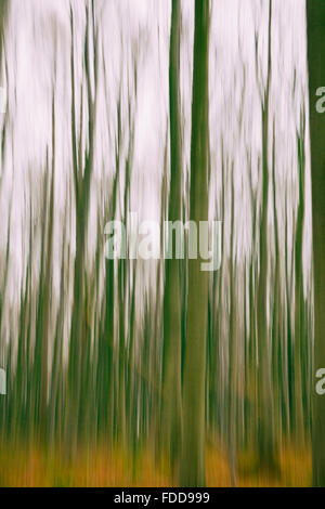 Eine konzeptionelle Foto mit langen Verschlusszeit von Bäumen in einem Wald zeigt grün und orange Blätter Stockfoto