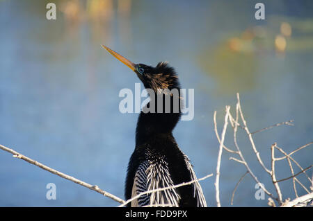 Anhinga Porträt (Blick nach links). Stockfoto