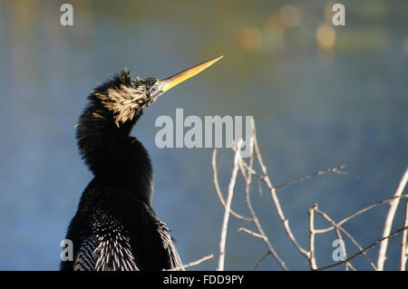 Anhinga Porträt (Blick nach rechts). Stockfoto