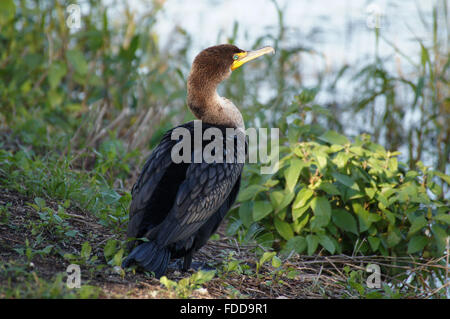 Doppel-crested Kormorane sitzen am Ufer des Flusses mit Blick auf das Wasser. Stockfoto