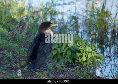 Doppel-crested Kormorane sitzen am Ufer des Flusses mit Blick auf das Wasser. Stockfoto