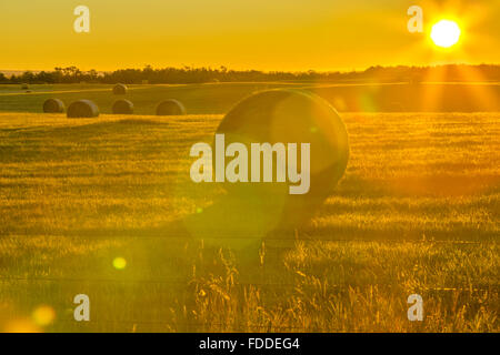 Heu-Kaution und Feld bei Sonnenaufgang in Alberta Ausläufern Land Stockfoto