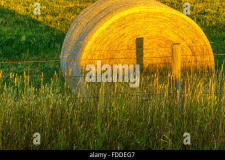 Heu-Kautionen in Alberta Ausläufern Land Stockfoto