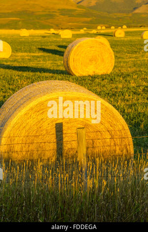 Heu-Kautionen in Alberta Ausläufern Land Stockfoto