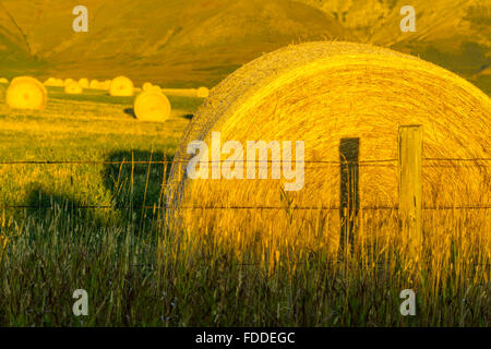 Heu-Kautionen in Alberta Ausläufern Land Stockfoto