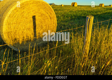 Heu-Kautionen in Alberta Ausläufern Land Stockfoto