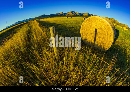 Heu-Kautionen in Alberta Ausläufern Land Stockfoto