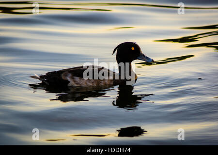 Reiherenten (Aythya Fuligula). Eine kleine Tauchenten im Schwimmen an einem See im Zentrum von London Stockfoto