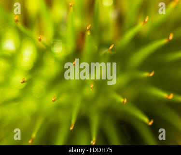 Klette (Arctium Lappa) detaillierter von Saatgut Kopf. Eine Extreme Nahaufnahme zeigt Haken auf Grate einer gemeinsamen Anlage Stockfoto