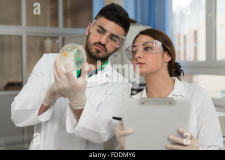 Wissenschaftler forschen In einer Testumgebung Stockfoto