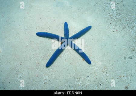 Blauer Seestern, Linckia Laevigata, Unterwasser, auf dem Sand, Pazifik, Französisch-Polynesien Stockfoto