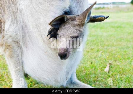 Förster Känguru und Joey in Tasmanien, Australien Stockfoto