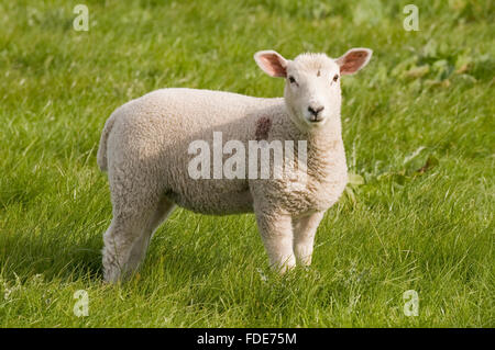 Im Frühling steht ein Junge, neugierige, niedlichen, weißen Lamm in einem Feld von üppigen, grünen Gräsern, Blick direkt auf die Kamera, North Yorkshire, England, UK. Stockfoto