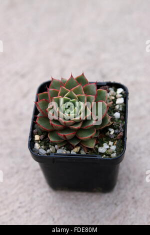 Echeveria Shamrock Sukkulenten Stockfoto