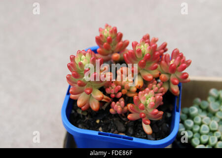 Sedum Rubrotinctum oder Sedum × Rubrotinctum oder auch bekannt als die Jelly Bean-Anlage Stockfoto