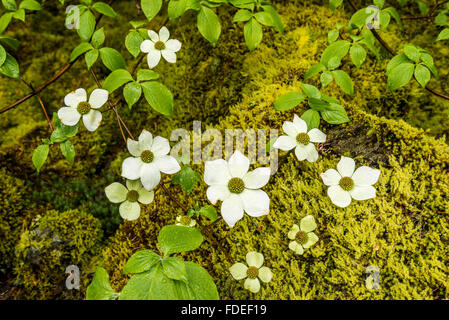 Pazifische Dowood Blumen, Sproat Lake, Vancouver Island, British Columbia, Kanada Stockfoto