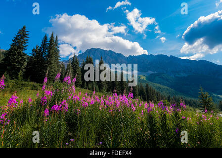 Wildblumen, Kananaskis, Alberta, Kanada Stockfoto