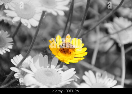 schwarz / weiß Bild mit einer gelben Blume und eine Honigbiene Stockfoto