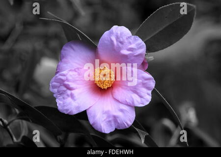 schwarz / weiß Bild einer schönen Magenta Camelia Blume im Garten Stockfoto