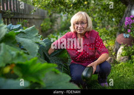 Frau, die Zucchini in seinem Garten ernten. Stockfoto