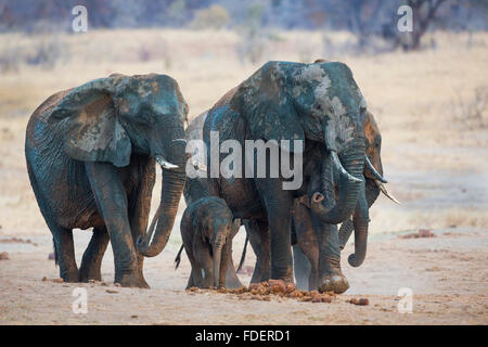 Frontalansicht eines vier Schlamm bespritzt-Elefanten zu Fuß mit der Kuh schnuppern Stockfoto