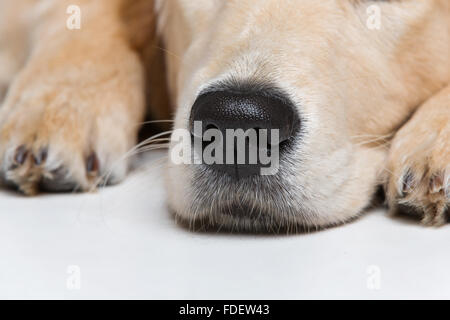 Junge Beautiul golden Retriever Hund Stockfoto