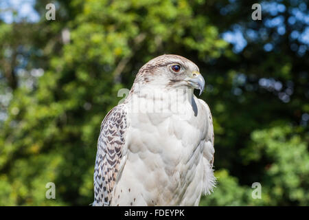 Gyr Saker, sieben Achter (9 0f 33) Stockfoto