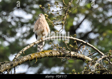 Accipiter Cooperii: Ein Cooper der Habicht auf einem Ast. Stockfoto