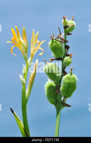 CANNA Indica: Canna Lily und ihre Samen gegen den Himmel. Stockfoto