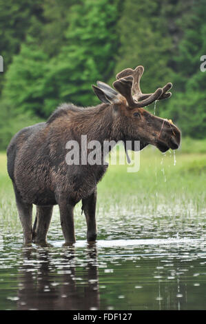 ALCES Alces: Ein Elch steht in einem See in Algonquin Nationalpark, Ontario, Kanada Stockfoto