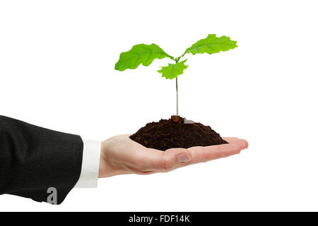Kleinen Spross aus Eiche in der Hand der Geschäftsmann auf dem weißen Hintergrund isoliert. Stockfoto