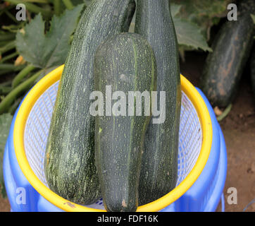 Cucurbita Pepo, australische grün Sommerkürbis, Früchte dunkelgrün mit hellen grünen Linien und Punkten, Gemüse, gefüllte Stockfoto