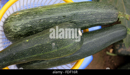 Cucurbita Pepo, australische grün Sommerkürbis, Früchte dunkelgrün mit hellen grünen Linien und Punkten, Gemüse, gefüllte Stockfoto