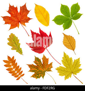 Verschiedene Blätter im Herbst auf dem weißen Hintergrund isoliert. Stockfoto