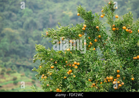 frische orange hängen am Baum Stockfoto