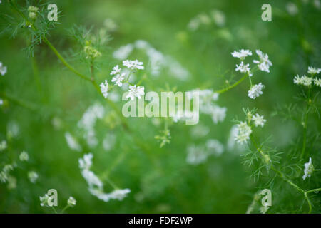 Blume der Koriander (Coriandrum Sativum) Stockfoto
