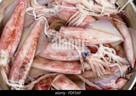 Fangfrisch Tintenfisch in Saigon, Vietnam Stockfoto