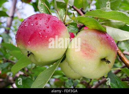 Rote Äpfel wachsen auf einem Ast unter den grünen Blättern nach Regen Stockfoto