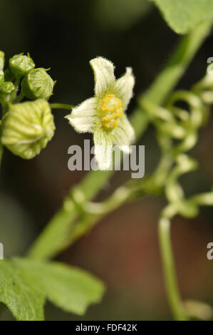 Blume der roten Zaunrübe (Bryonia Dioica, Fam Cucurbitaceae). OSSEJA, Languedoc-Roussillon, Pyrenäen Orientales, Frankreich Stockfoto