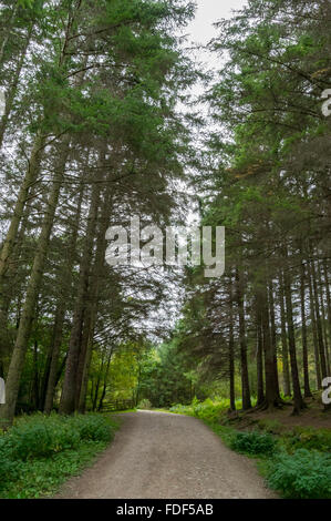 Blick auf einen Weg durch ein bewaldetes Gebiet des Great Glen/West Highland Way, Glen Nevis, Schottland, Großbritannien. Stockfoto