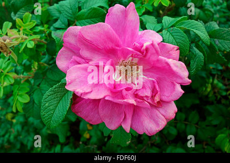 Rosa Carolina, allgemein bekannt als der Carolina stieg, Weide, rose oder niedrige rose, ist ein Strauch in der Familie der Rosengewächse in NA Stockfoto