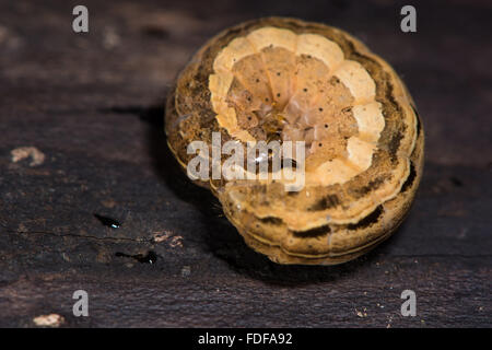 Square-Spot rustikale Motte (Xestia Xanthographa) Raupe zusammengerollt. Identisch mit der sechs-gestreiften rustikale Raupe Stockfoto