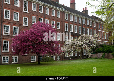 Bäume in Blüte und Gebäuden im Grays Inn, London, eines der vier Inns Of Court des britischen Rechtssystems Stockfoto