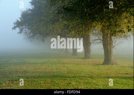 Linie der Linden im Morgennebel auf Woolverstone auf der Shotley Halbinsel, in der Nähe von Ipswich, Suffolk, Nov 2011 Stockfoto