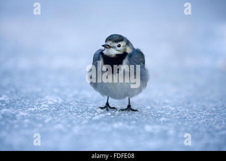 Trauerschnäpper Bachstelze (Motacilla Alba) stehen auf dem Eis, aufgeplustert, auf einem zugefrorenen Gartenteich, Bentley, Suffolk, Dezember 2009 Stockfoto