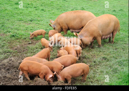 Familie von Hausschweinen, Tamworth, Erwachsenen paar mit siebzehn Ferkel füttern im Feld, Cornwall, August Stockfoto